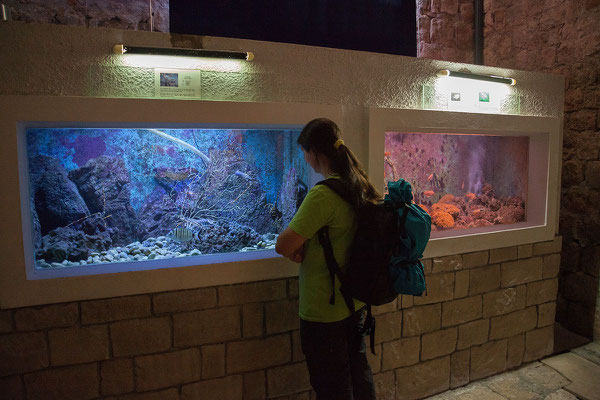 21.09. Dubrovnik - Aquarium