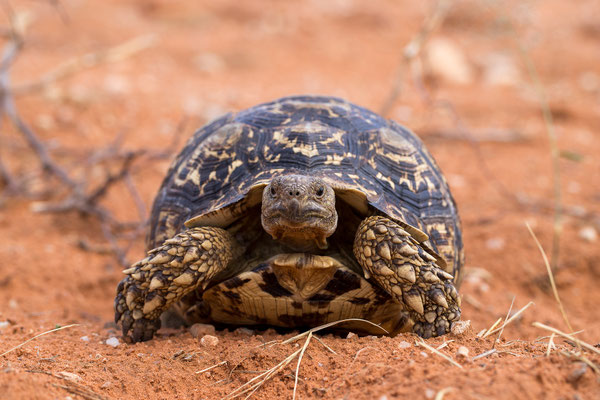 25.03. Auf dem Weg zum Waterberg: Leopardschildkröte (Stigmochelys pardalis)