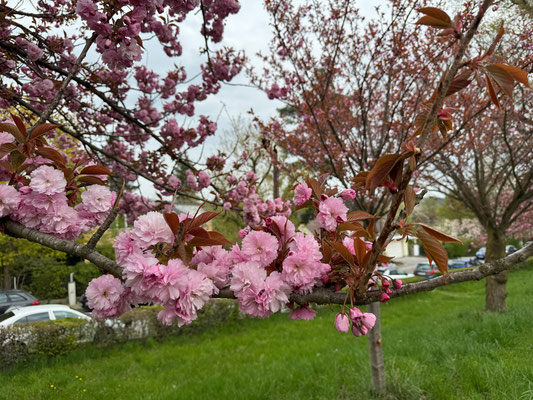 12.04. Rosenhain