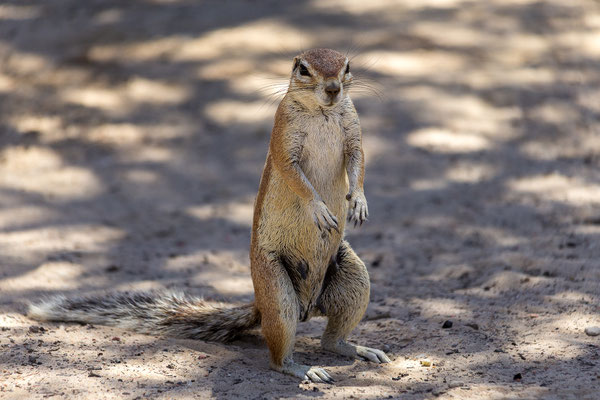 08.03. Nossob: Erdhörnchen (Xerus inauris)