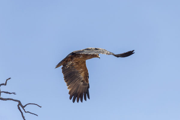 10.03. Tawny eagle (Aquila rapax)