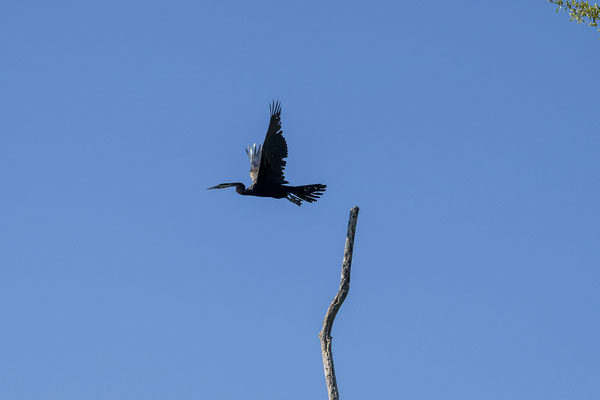 19.03. Bootstour: African darter (Anhinga rufa)