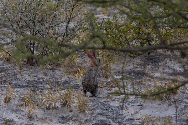 15.03. Evening Drive: Strauchhase (Lepus saxatilis)