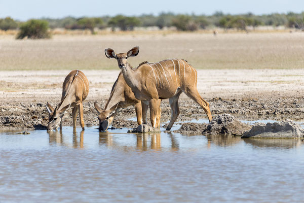 13.03. Piper Wasserloch: Kudu (Tragelaphus strepisceros)