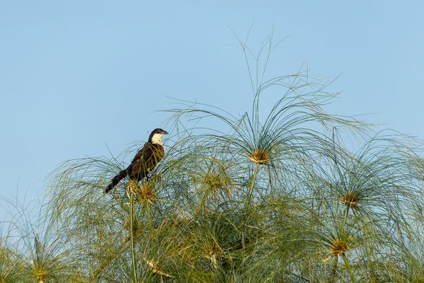 20.03. Morning Cruise: Senegal coucal (Centropus senegalensis)