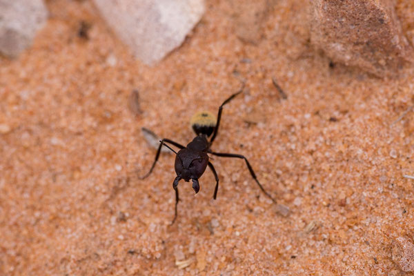 03.03. Vom Red Dune Camp zum KTP: Namib desert dune ant (Camponotus detritus)