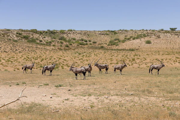 05.03. Auf dem Weg nach Twee Rivieren: Oryx (Oryx gazella)