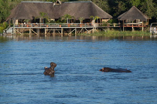 25.4. Bootsfahrt am Kavango, Flusspferde - Hippopotamus amphibius 
