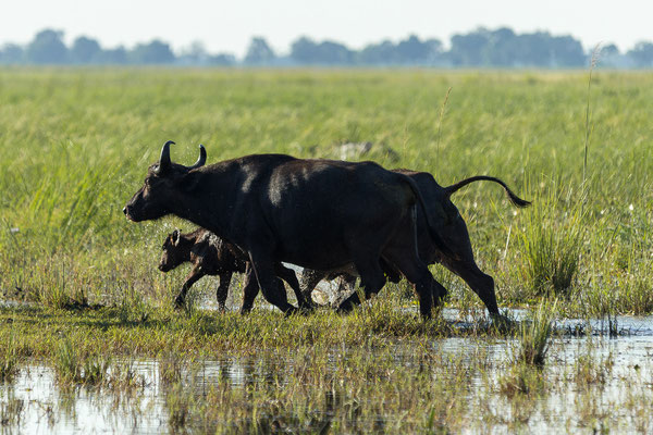 22.03. Bwabwata NP: Büffel (Syncerus caffer)
