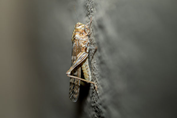 08.03. Auch Heuschrecken sind total schöne Tiere.