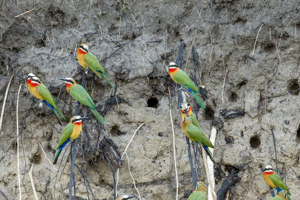 20.03. Evening Cruise:  White-fronted bee-eater (Merops bullockoides)