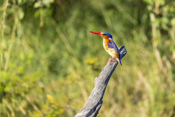 19.03. Bootstour: Malachite kingfisher (Alcedo cristata)