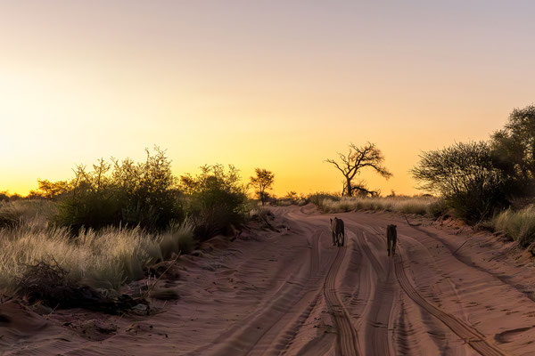 10.03. Löwe (Panthera leo)