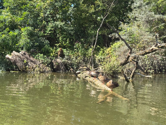 Enten mit Schildkröte