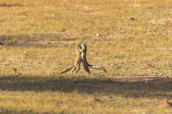 04.03. Morning Game Drive im Aoub Tal: Erdhörnchen (Xerus inauris)