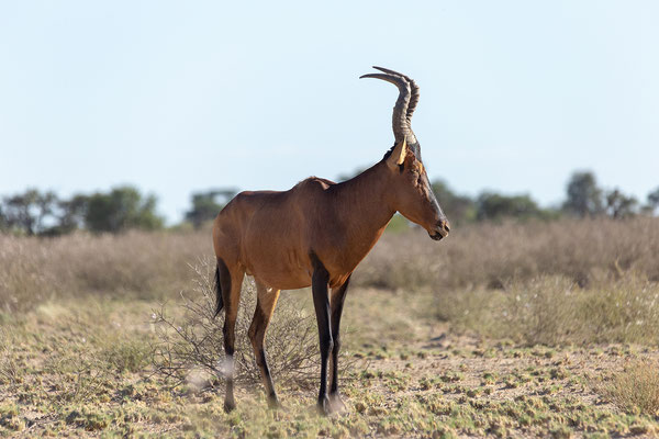 17.02. Alcelaphus buselaphus - Rote Kuhantilope