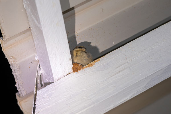 01.03. Bagatelle Kalahari Game Ranch