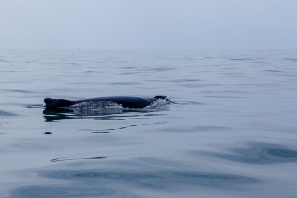 30.07.  Special Tours Whalewatching: Buckelwal 