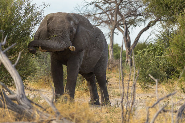 16.03. Makgadikgadi NP: Elefant (Loxodonta africana)