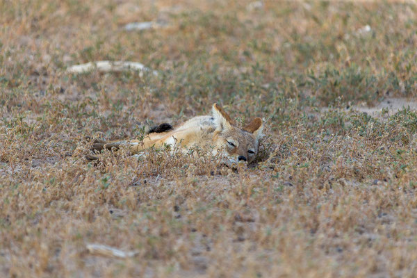 03.03. Black-backed jackal (Canis mesomelas)