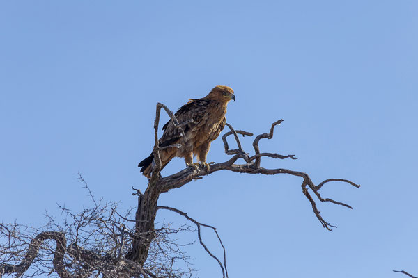 10.03. Tawny eagle (Aquila rapax)