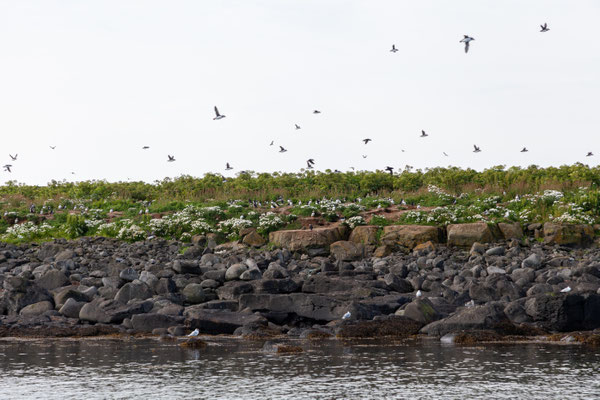 30.07.  Special Tours Whalewatching: hunderte Papageientaucher!