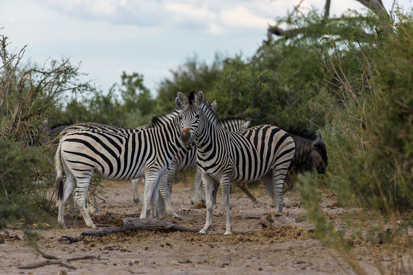 16.03. Makgadikgadi NP: Steppenzebra (Equus quagga burchellii)