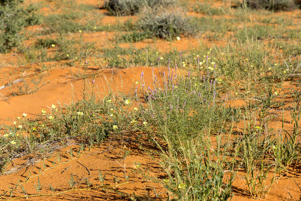 04.03. Kieliekrankie: Cat's tail (Hermbstaedtia sp.)