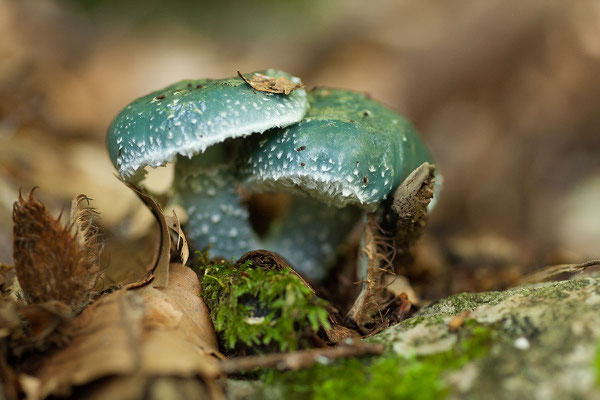 13.9. Nationalpark Biogradska Gora