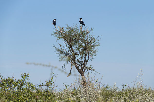13.03. Pied crow (Corvus albus)
