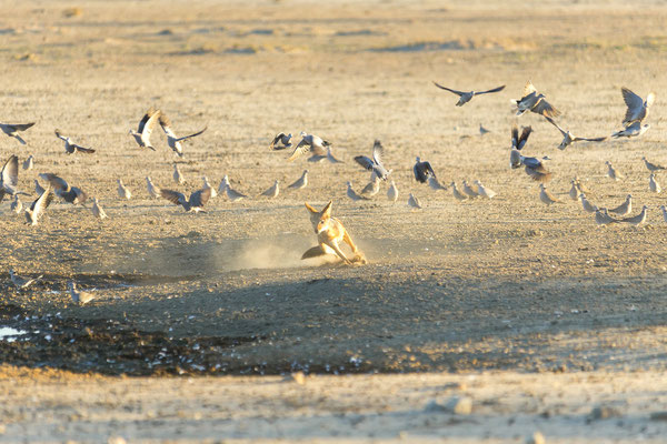 07.03. Schabrackenschakale (Canis mesomelas) bei der Jagd.