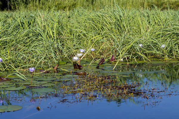 20.03. Morning Cruise: Blue waterlily (Nymphaea cerulea)