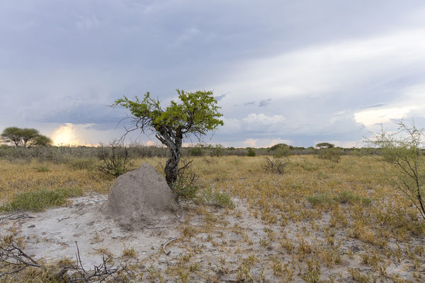 15.03. Evening Drive