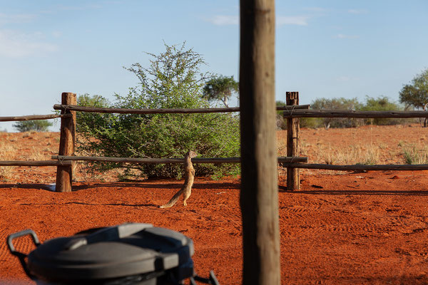 21.02. Bagatelle Kalahari Game Ranch/Campsite Nr. 3: Galerella sanguinea - Schlankichneumon