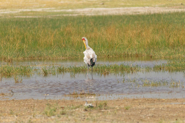7.10. Moremi GR - unterwegs nach 3rd Bridge: Yellow-billed stork (Mycteria ibis)