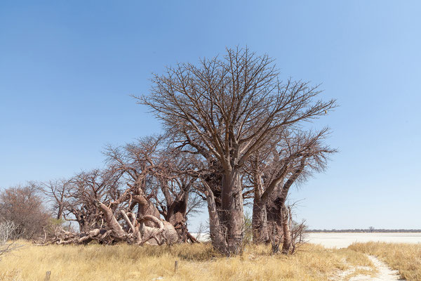 21.09. Baines Baobab sind ca. 1000 Jahre alt. Der Entdecker und Maler Thomas Baines hat die Baumgruppe in seinem Gemälde 1862 verewigt. 