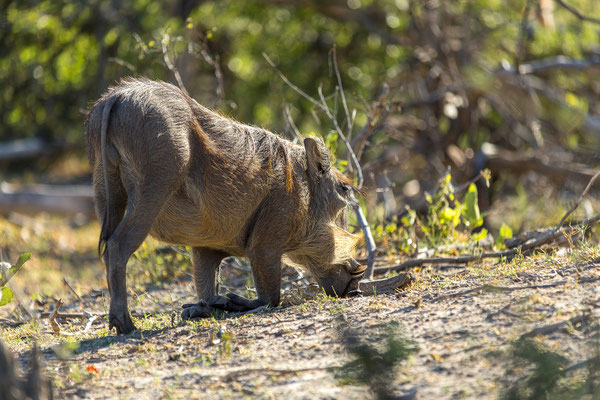 22.03. Bwabwata NP: Warzenschwein (Phacochoerus africanus)