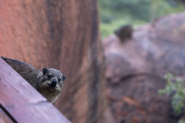 27.03. Waterberg Wilderness Plateau Lodge: zum Frühstück begrüßt uns ein Klippschliefer (Procavia capensis).