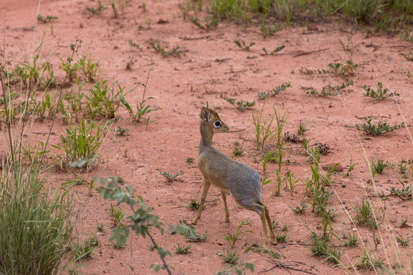 25.03. Waterberg Wilderness: Waterberg Wilderness: Kirkdikdik (Madoqua kirkii)