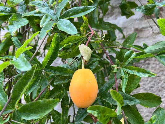 Auray - Passionsblume (Frucht)