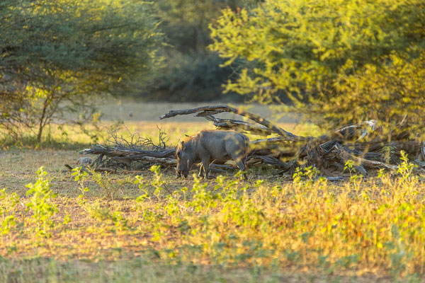 22.03. Bwabwata NP: Warzenschwein (Phacochoerus africanus)