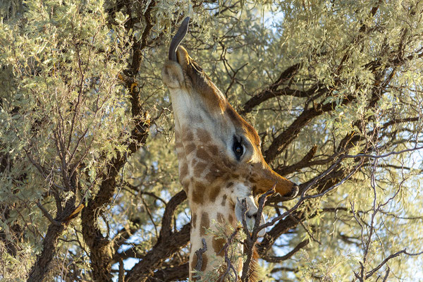 04.03. Evening Drive: Giraffe (Giraffa camelopardalis)