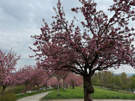 12.04. Rosenhain