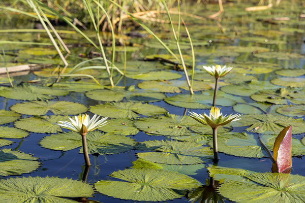 19.03. Bootstour: White water lily (Nymphaea lotus)