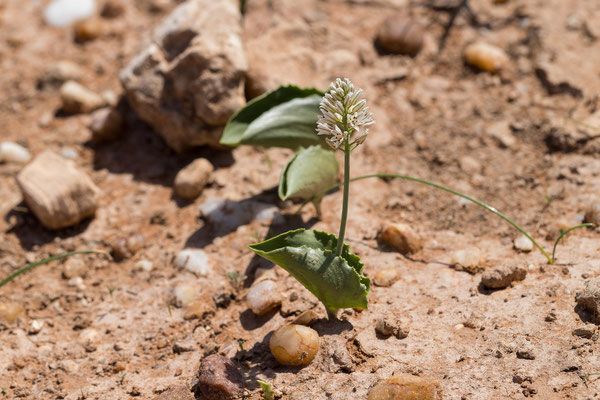 02.03. Unterwegs zum Red Dune Camp: Bobbejanoor (Eriospermum roseum)