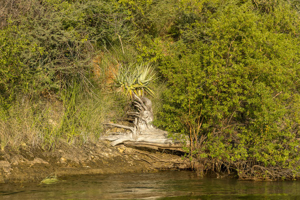 23.03. Sundowner Cruise : Aloe sp.
