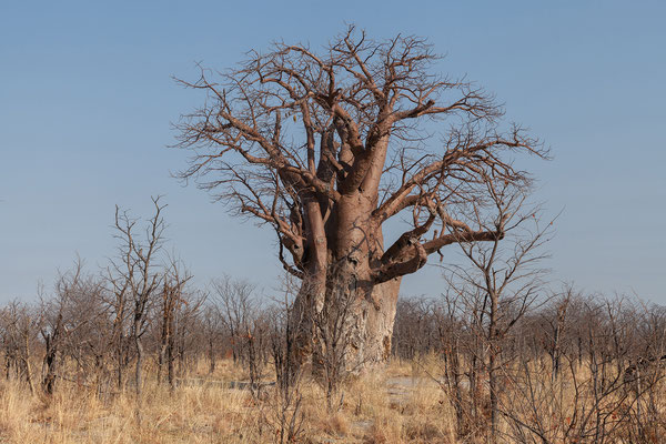 21.09. Morning Drive, Nxai Pan NP: Baobab (Adansonia digitata)