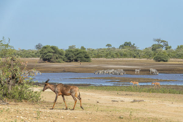 22.03. Bwabwata NP: Rote Kuhantilope (Alcelaphus buselaphus)