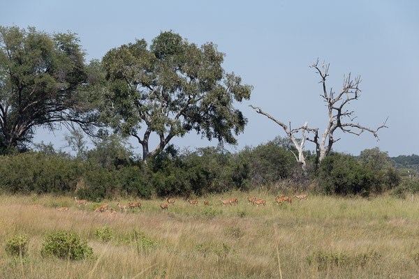 29.4. Bwabwata NP/Kwando Core Area, Impala - Aepyceros melampus