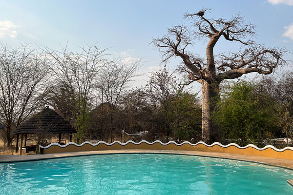 23.09. Planet Baobab, Gweta: den Nachmittag verbringen wir am/im Pool und ...